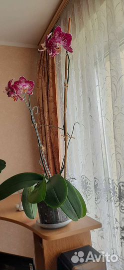 Орхидея фаленопсис