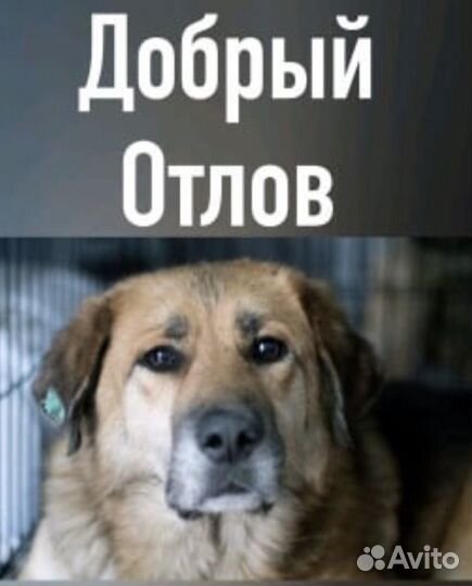 Отлов собак