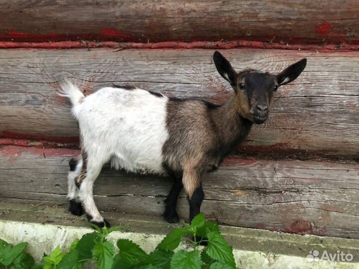 Камерунские козы, козел, козлята