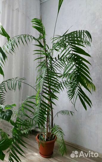 Пальма хамедорея