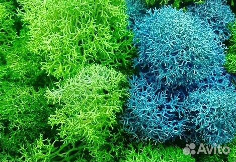 Стабилизированный мох ягель