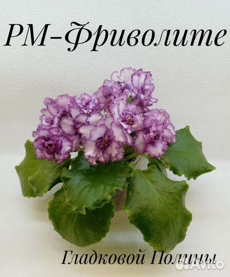 Фиалки черенки