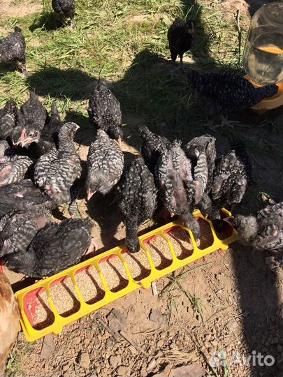 Молодки курочки и петушки