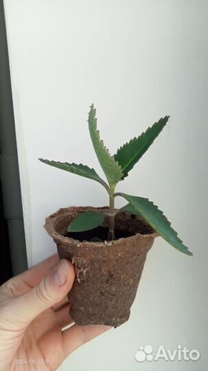 Каланхоэ лечебное