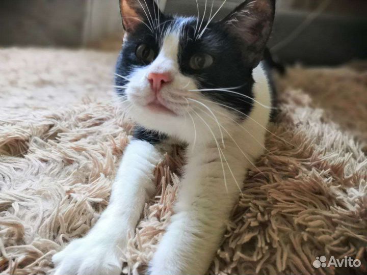 Кошка в дар бесплатно в самые добрые руки