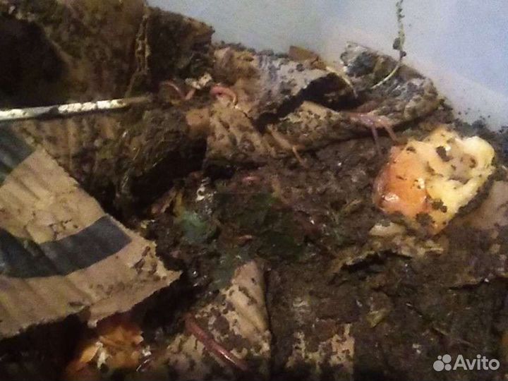 Черви навозные и выползок