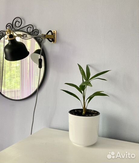 Пальма трахикарпус