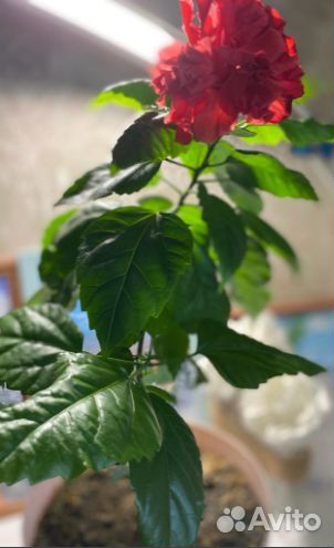 Комнатные растения цветы