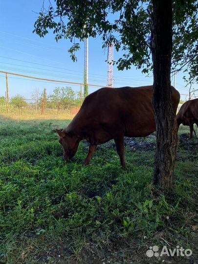 Корова дойная