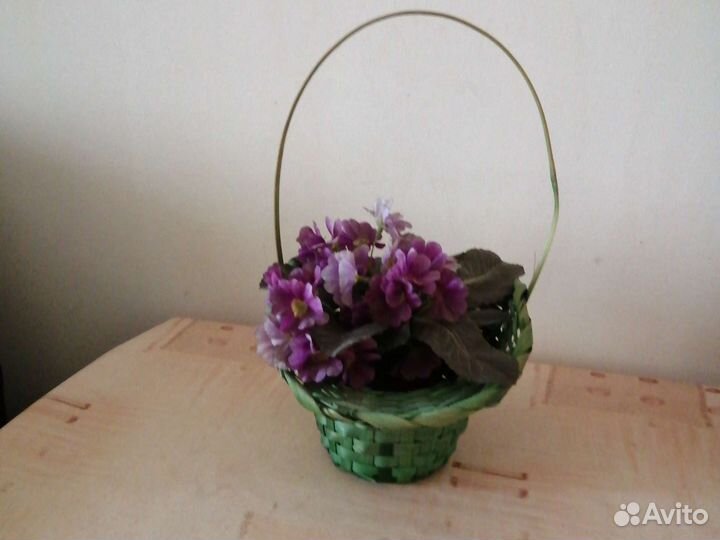 Фиалка, Альпийская