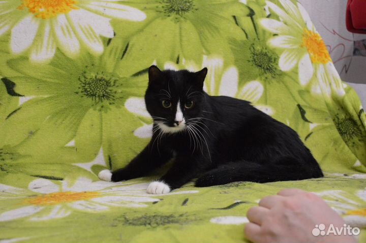 Кот Маркиз в добрые руки