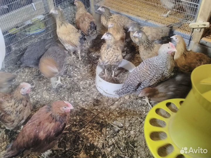 Цыплята породных кур