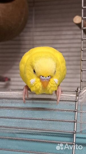 Зоогостиница для птиц/передержка попугаев