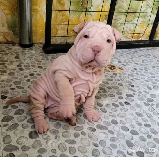 Шарпей девочка