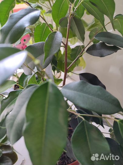 Фикусы Бенджамина