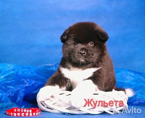 Акита
