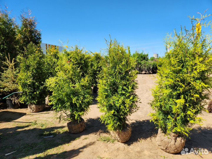 Туя брабант 100-120 см