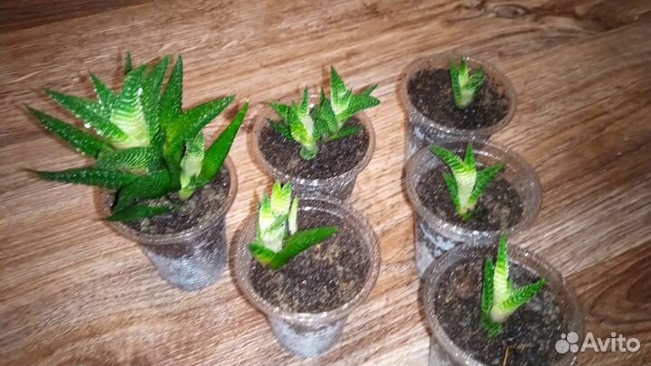 Суккуленты