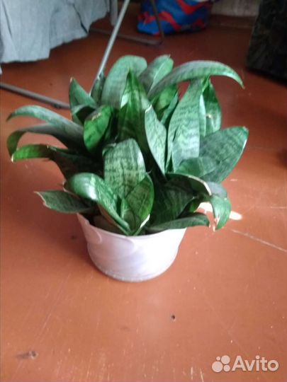 Сансевиерия