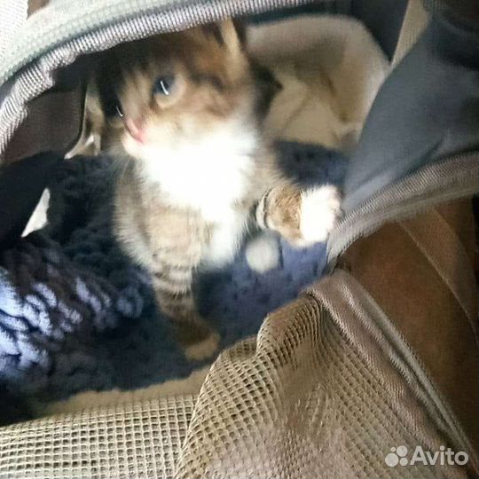 Кошка в дар бесплатно