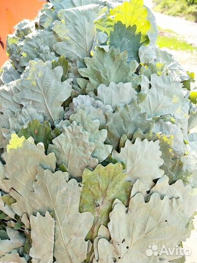 Веники дубовые