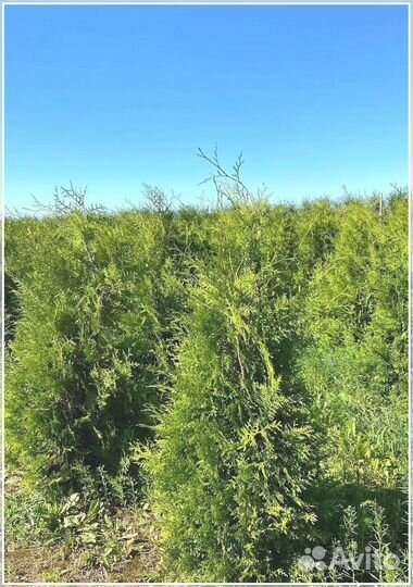 Туя Брабант ком