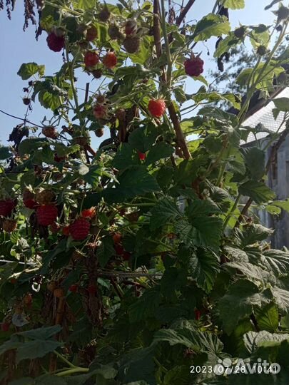 Саженцы тибетской малины и простой