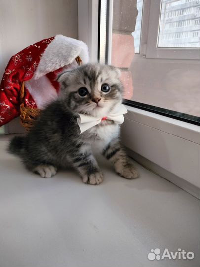 Шотландская вислоухая