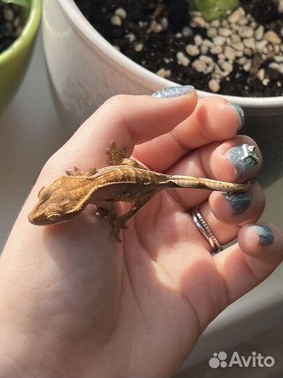 Реснитчатый геккон бананоед