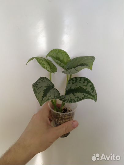 Комнатные растения цветы