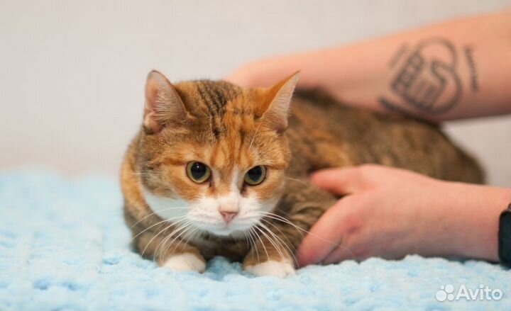 Красуня ищет дом