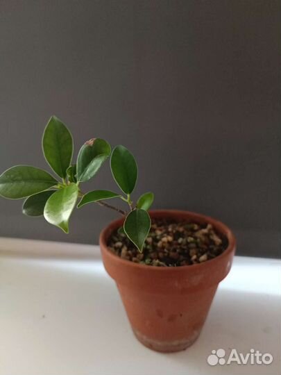 Фикус гинсенг