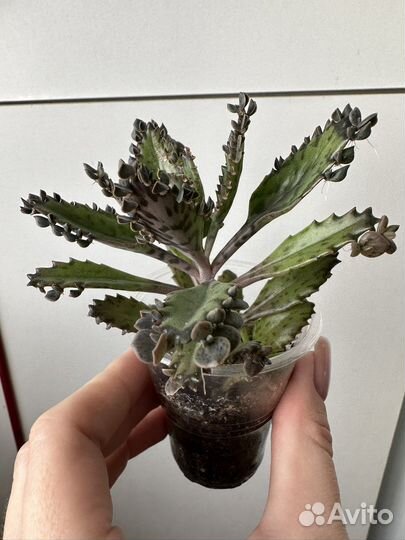 Каланхоэ (взрослый )