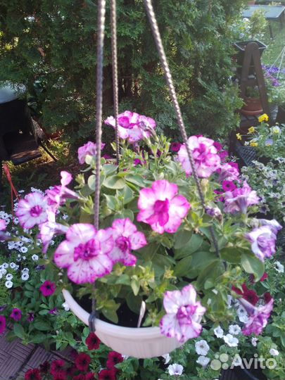 Петунии в кашпо