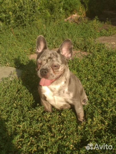 Вязка. Кобель французский бульдог