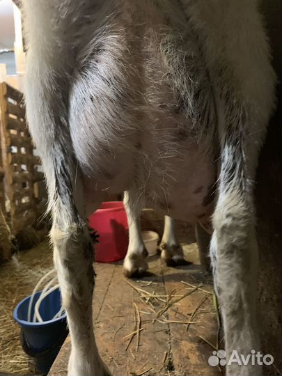 Продаю небольшое стадо коз