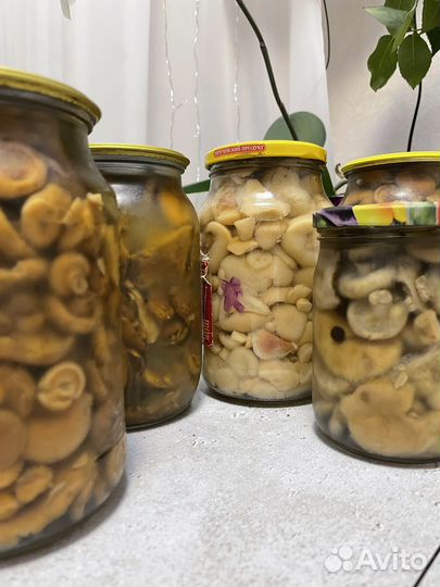Грибы маринованные