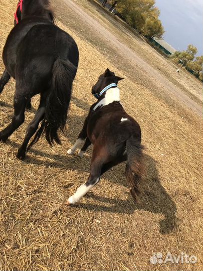 Пони жеребенок