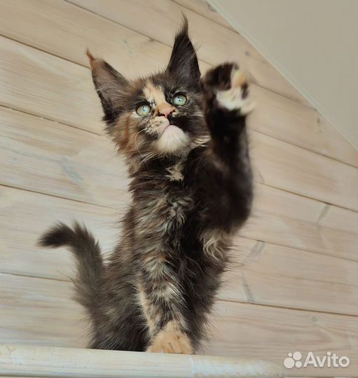 Мейн-кун шикарная брутальная черепашка