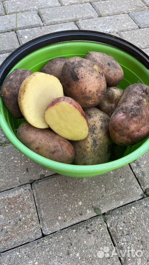 Картофель новый урожай 2024