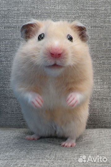 Хомяк hamster рефералы