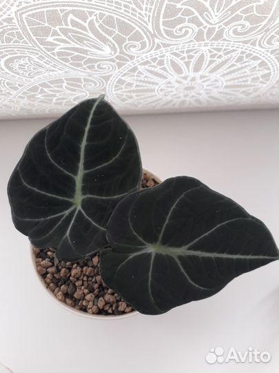 Алокащия Блэк Вельвет