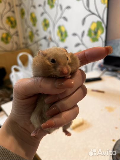 Хомяк с клеткой