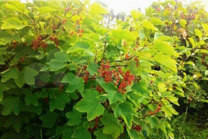 Дача 45 м² на участке 15 сот.