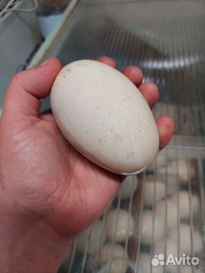 Гусыня, гусь