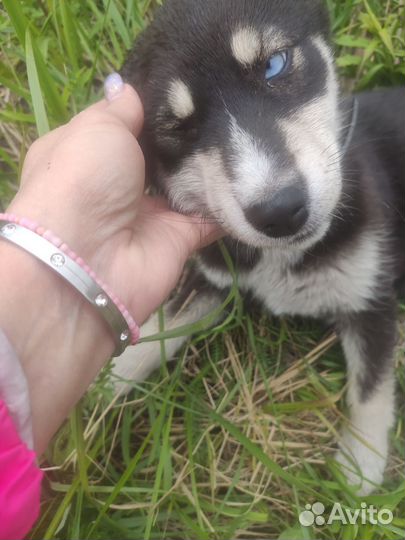 Хаски девочка в добрые руки Липецк