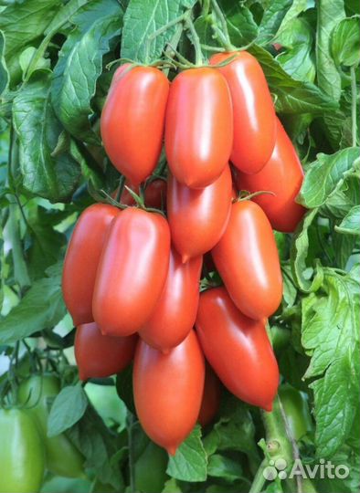 Рассада томаты, баклажаны, перцы