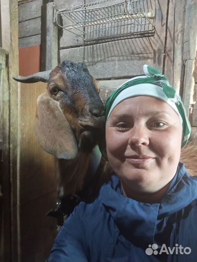 Продам коз