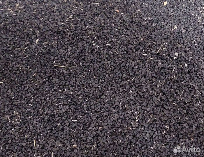 Чернушка, сорт Штутгартен (розница) 2023 г