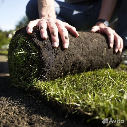 Теневыносливый рулонный газон. Укладка с гарантией